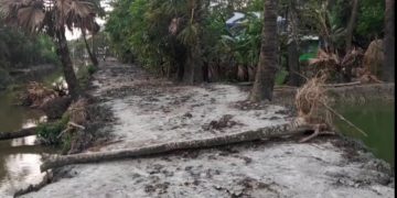 সড়ক সংস্কারের নামে চেয়ারম্যানের নির্দেশে কেটে ফেলা হলো অসংখ্য পরিবেশ বান্ধব তাল গাছ।